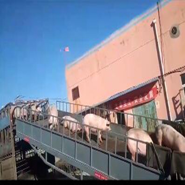 忻州防猪瘟专业装猪平台